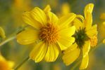 PICTURES/Wildflowers - Desert in Bloom/t_BBF13.JPG